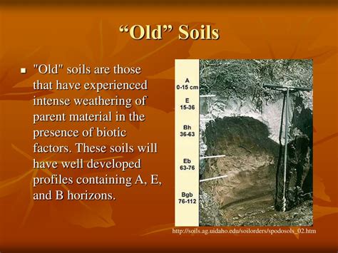 how are well developed soils similar to young soils